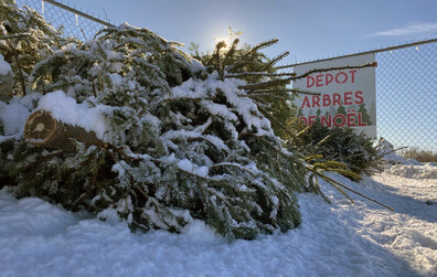 Récupération des arbres de Noël